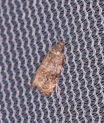 Endothenia