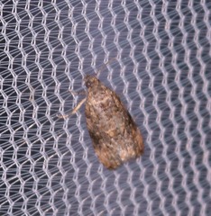 Endothenia