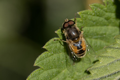 Eristalis arbustorum