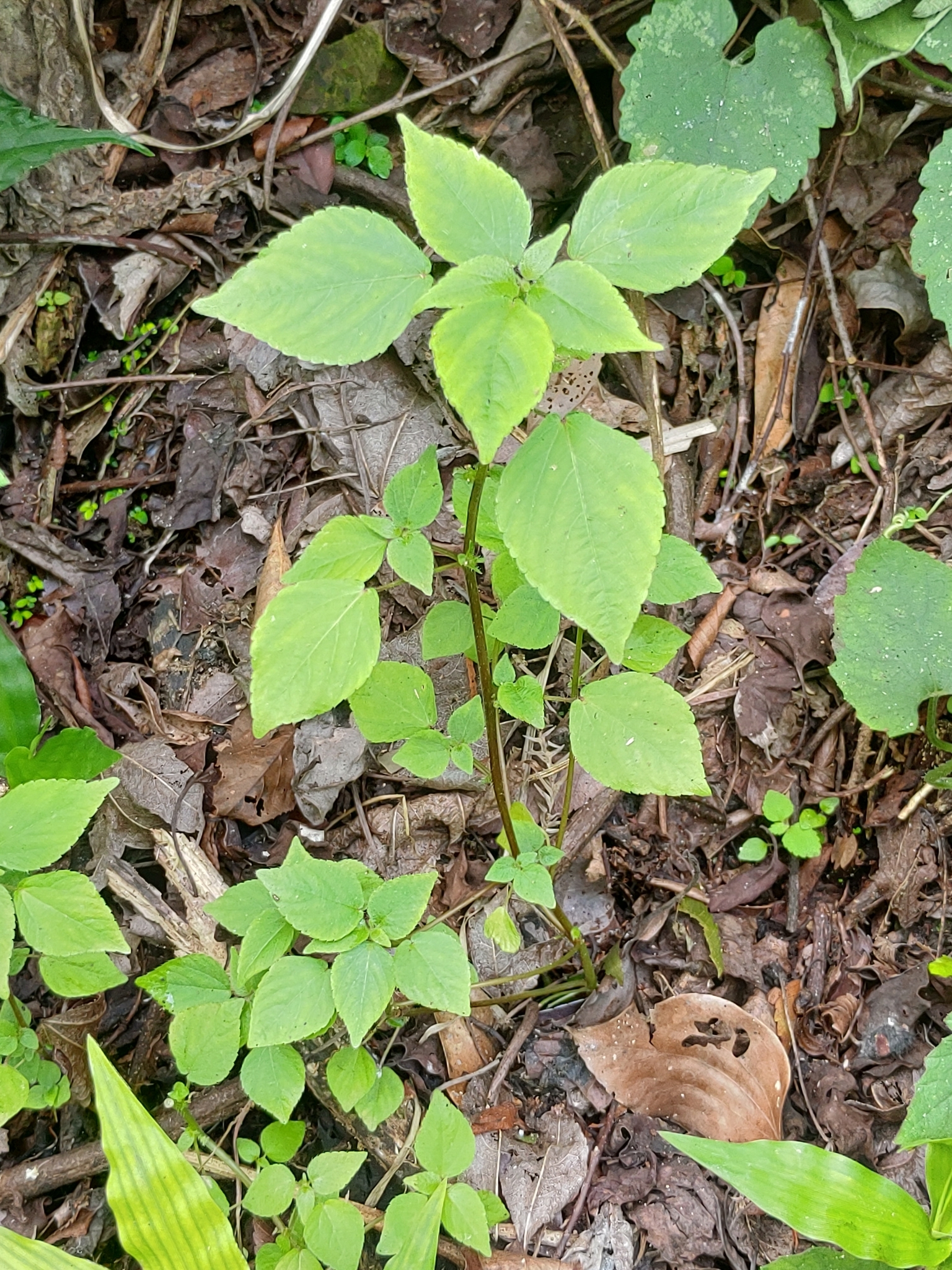 Acalypha brachystachya Hornem. 2