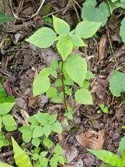 Acalypha brachystachya