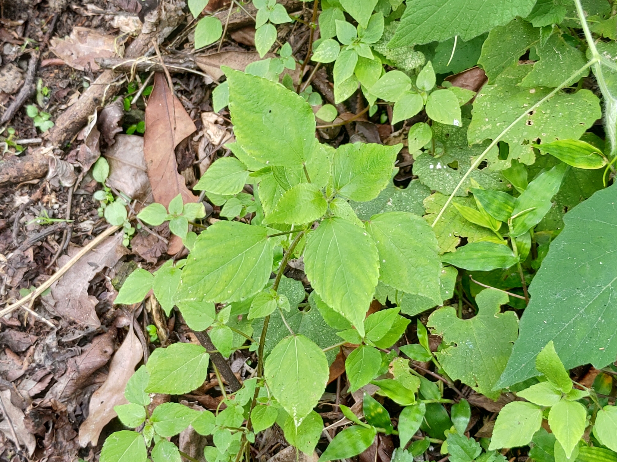 Acalypha brachystachya Hornem. 3