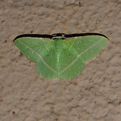 Dichorda illustraria