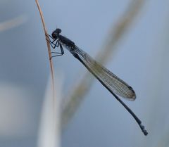 Pseudagrion commoniae