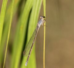 Pseudagrion salisburyense
