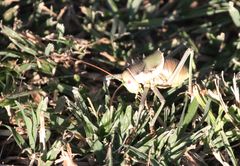 Acanthoplus