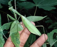 Hierodula membranacea