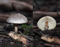 Lepiota fuliginosa
