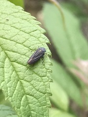 Graphocephala appropinquans