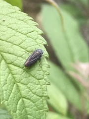 Graphocephala appropinquans