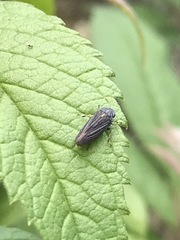 Graphocephala appropinquans