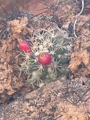 Mammillaria petrophila