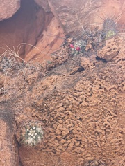 Mammillaria petrophila