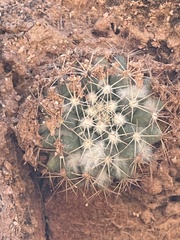 Mammillaria petrophila