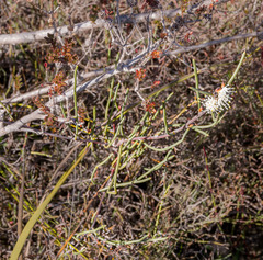 Hakea sulcata