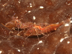 Heptacarpus stimpsoni