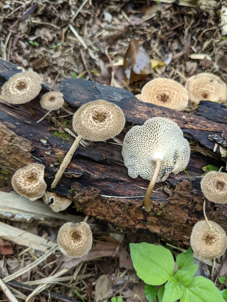 Lentinus arcularius · July 2021 · photo: © yin_tse_huang (iNaturalist, cc-by)