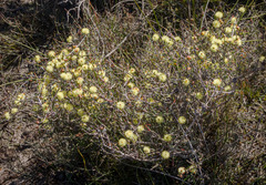 Melaleuca aurea