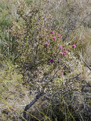 Melaleuca scabra