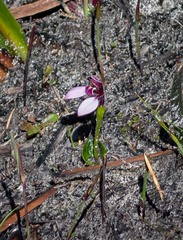 Eriochilus scaber scaber