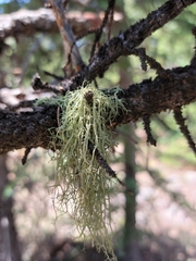 Evernia divaricata