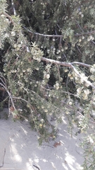 Juniperus macrocarpa