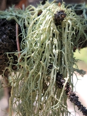 Evernia divaricata