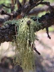 Evernia divaricata