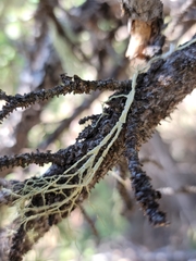 Evernia divaricata