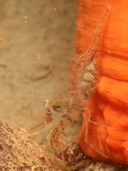 Heptacarpus stimpsoni