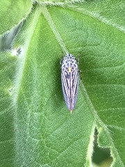 Graphocephala appropinquans