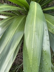 Cordyline obtecta
