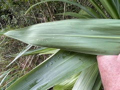 Cordyline obtecta