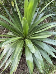 Cordyline obtecta