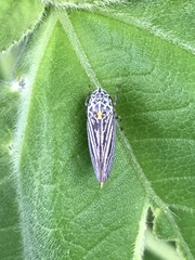 Graphocephala appropinquans