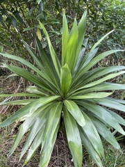 Cordyline obtecta