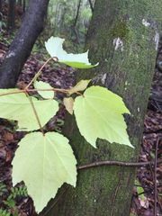 Acer rubrum drummondii