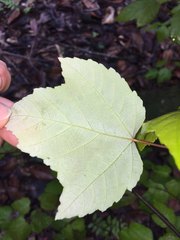 Acer rubrum drummondii