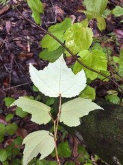 Acer rubrum drummondii