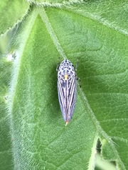 Graphocephala appropinquans