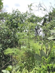 Arracacia tolucensis