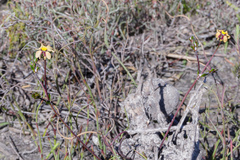 Goodenia trinervis