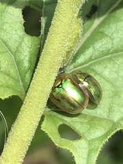 Charidotella succinea