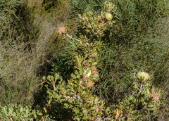 Banksia obovata
