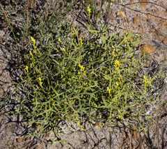 Synaphea petiolaris