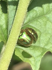 Charidotella succinea