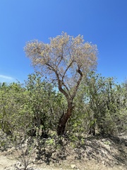 Nahuatlea arborescens