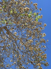 Nahuatlea arborescens