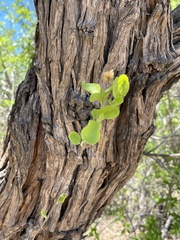 Nahuatlea arborescens