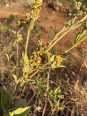 Inula glomerata